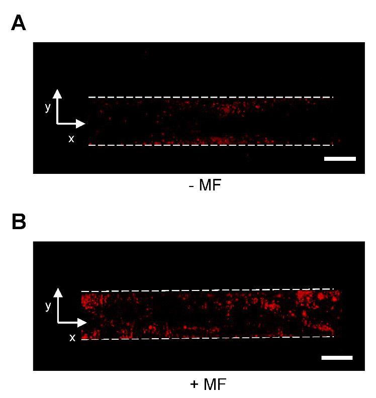 Supplementary Figure 9. Representative 3d-rendering of internalized MNPs by endothelial cells cultured in the microfluidic channels.
