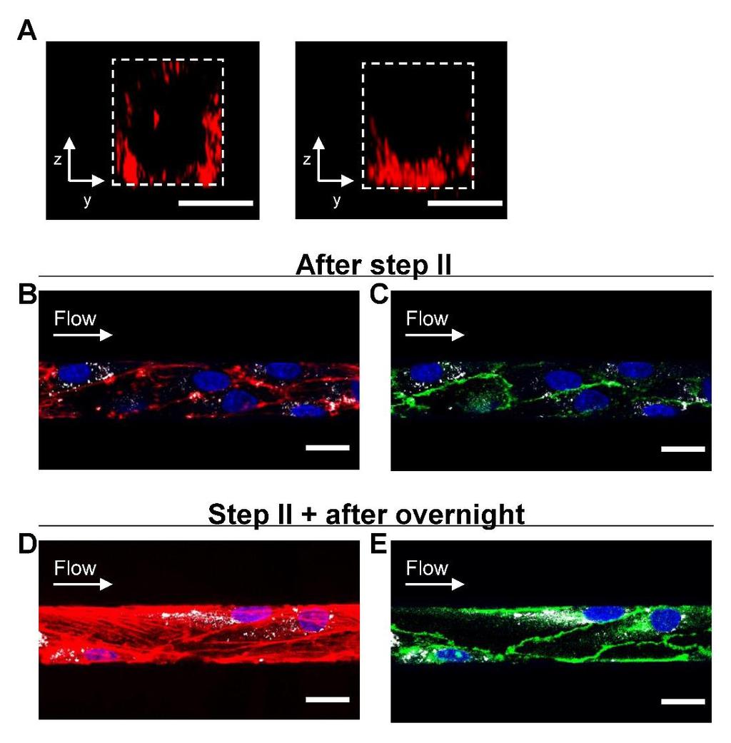 Supplementary Figure 11. Effects of 33 nm MNPs on actin filaments and adherens junctions.