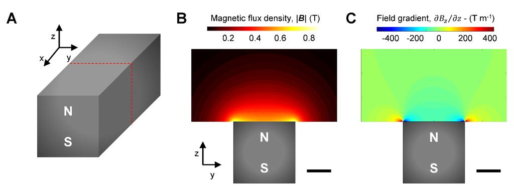Supplementary Figure 4. The magnetic flux density and the field gradient in vitro. A) Diagram of the block magnet (W H L = 1/2 1/2 1 ). The magnet is magnetized along the Z direction.