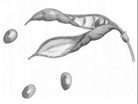 2. Seed dispersal is the movement or transport of seeds, usually far away from the parent plant.