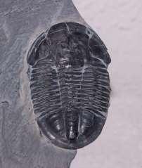 diversification of: trilobites brachiopods