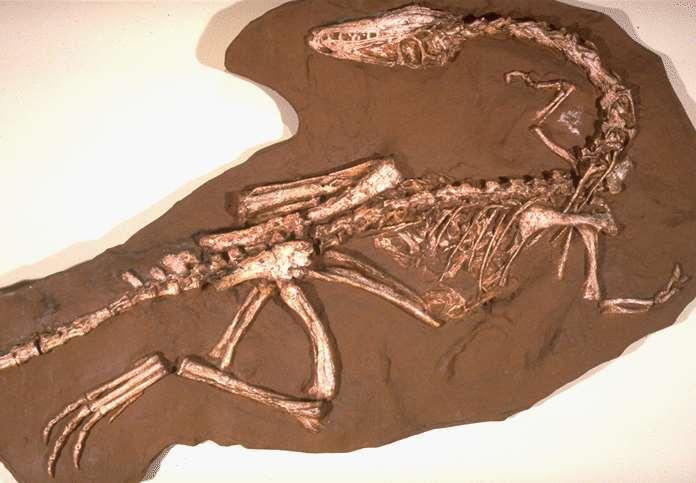 Mesozoic era (251-65 mya) Triassic period (251-200 mya) dinosaurs and mammals first appear