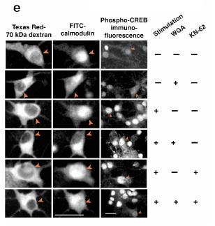 Ca++ signaling to CREB is not