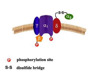 Structure of LTC Oligomers: α1:pore-forming subunit;