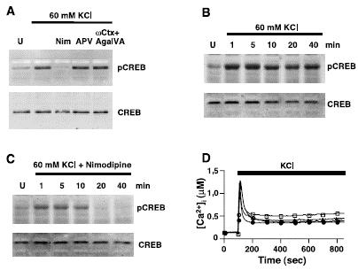 Prolonged Activation of CREB is dependent on LTC s Prolonged activation of CREB is required for