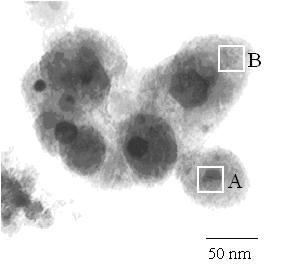 Structure and magnetic properties of coated 57 40 a) 30 Moment (emu/g) 20 10 0-10 -20 Fig. 3. TEM morphology of nanoparticles synthesized by CVC process.