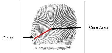 Characteristics of Fingerprints Forensic examiners look for the presence of a core (the center of a whorl or loop) and deltas (triangular regions near a loop).