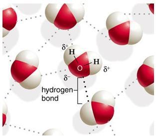 36. Draw three water molecules and the hydrogen bonding that may occur between the molecules. Define hydrogen bonding and explain how and why it occurs.