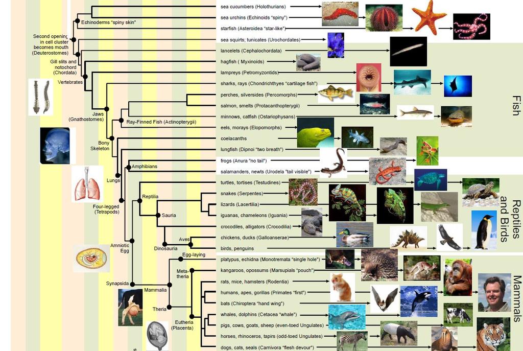 Phylogenetic trees M. Casanellas (UPC) www.