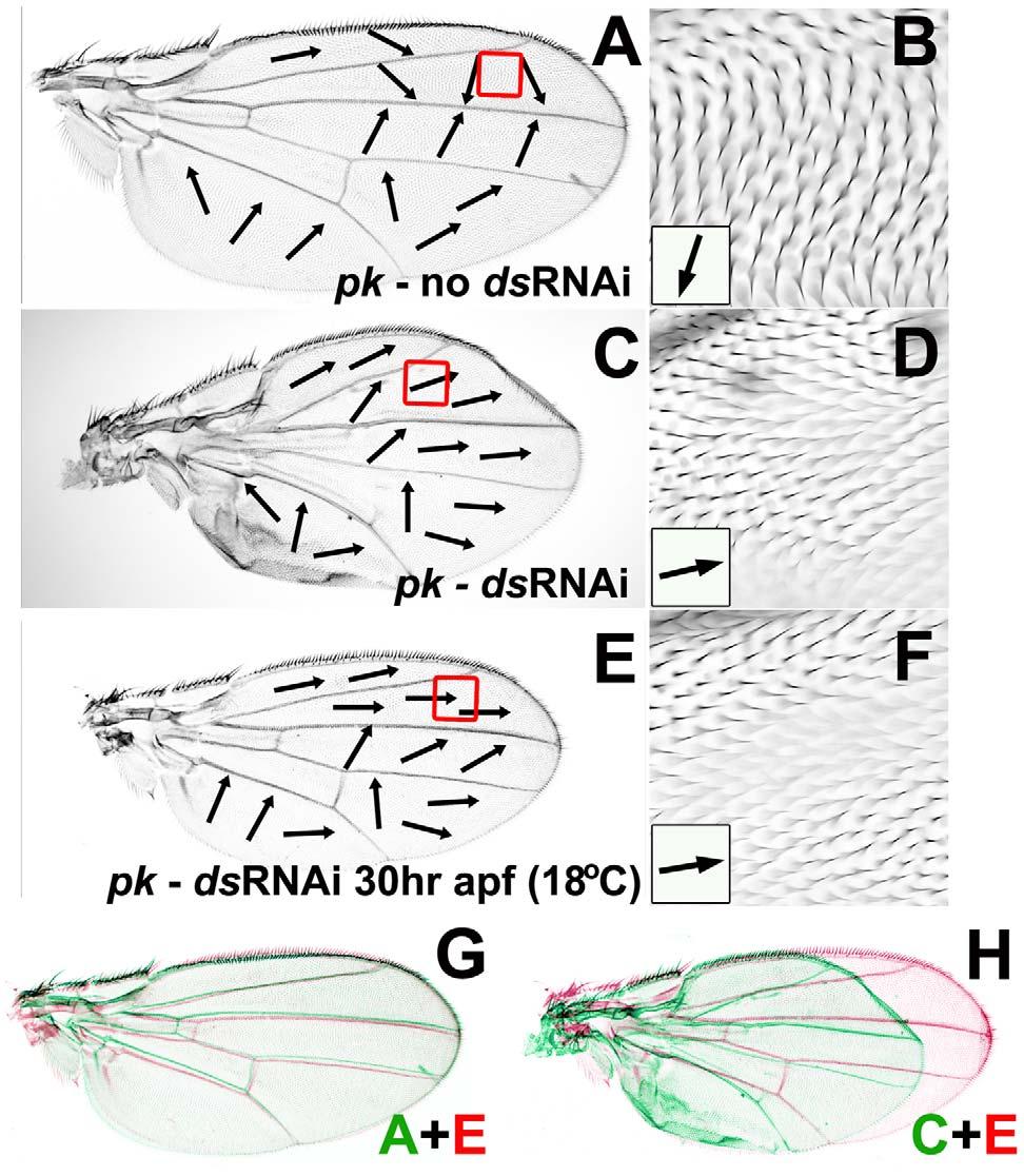 Figure 8. Reduced ds expression can modify pk pk hair polarity without affecting wing morphogenesis.