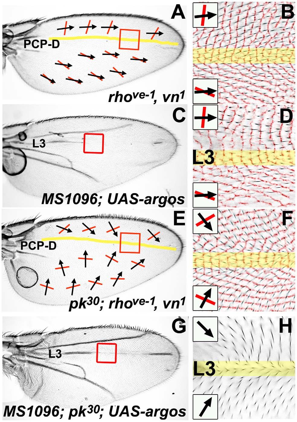 Figure 2. A PCP discontinuity (PCP-D) on the Drosophila wing. All micrographs are of the female dorsal wing surface.