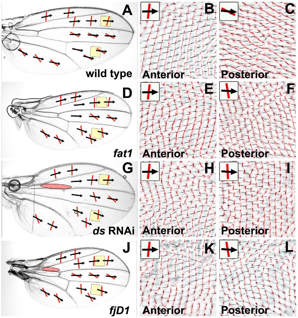 Figure 3. Reduced Ft/Ds pathway gene activity alters posterior ridge orientation without affecting hair polarity. All micrographs are of the female dorsal wing surface.