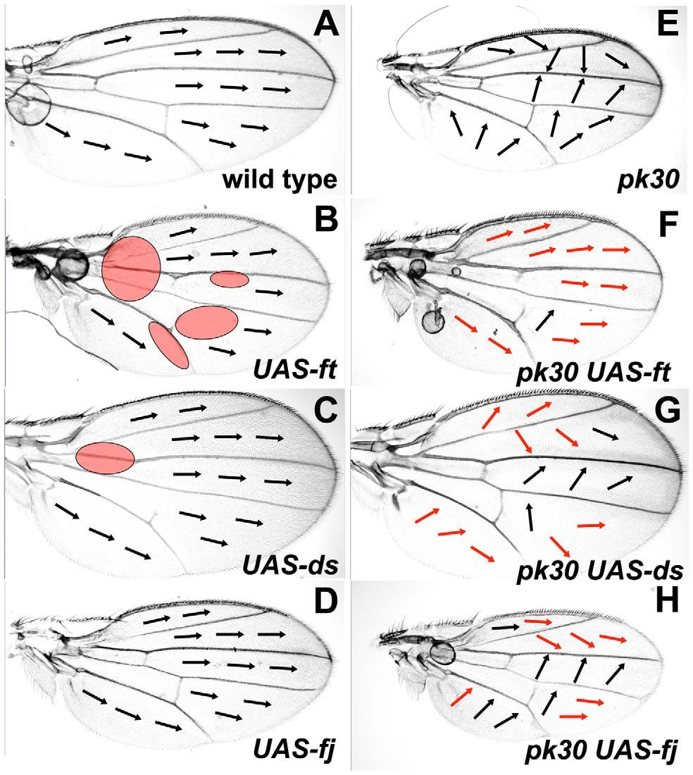 modifies the pk pk30 hair phenotype to a more distal polarity in the same regions in which reduced Ft/Ds pathway activity alters ridge orientation to a more A-P orientation (see Figure 3).