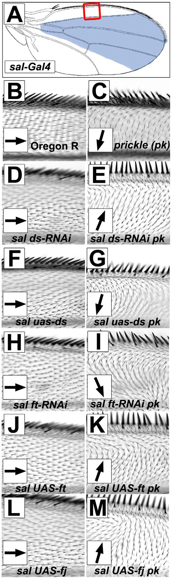 Figure 7. Gradients/boundaries of Ft/Ds pathway gene expression modify the pk pk hair polarity phenotype.