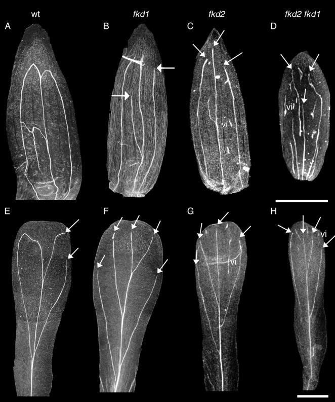 4702 Development 130 (19) Research article Fig. 5. Vascular pattern of sepals (A-D) and petals (E-H) from wild-type (A,E), fkd1 (B,F), fkd2 (C,G) and fkd2 fkd1 (D,H) plants.