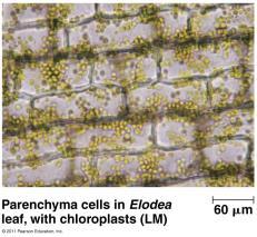 798-802 Types of plant cells Include: Parenchyma Collenchyma Sclerenchyma Tracheids