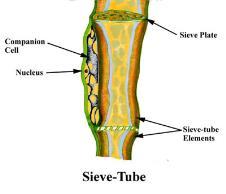 Phloem cells Adjacent to the sieve-tubes are companion cells.