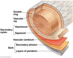 These cells in the vascular bundle and between the bundles form the vascular cambium ( growth ring).