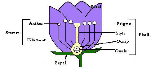 Anatomy of a Flower Sepals Protect developing flower while in the bud Petals Colorful to attract pollinators Anther Part of stamen which produces male pollen Filament Stalk