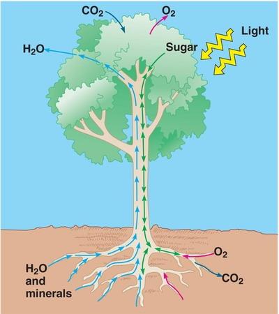 Water + Carbon Dioxide + Light Energy --> Glucose + Oxygen.