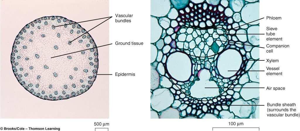 scattered throughout the ground tissue tissue bundles 1 mm Occurs in stems and