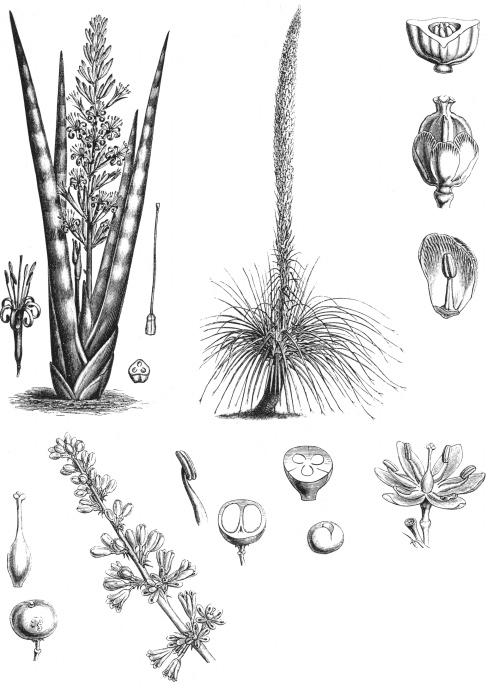 ASPARAGALES 187 (A) (E) (H) (F) (C) (G) (B) (D) (K) (L) (O) (P) (J) (M) (N) (I) Figure 8.17 Convallariaceae. (A D) Sansevieria cylindrica: (A) flowering plant ( 0.