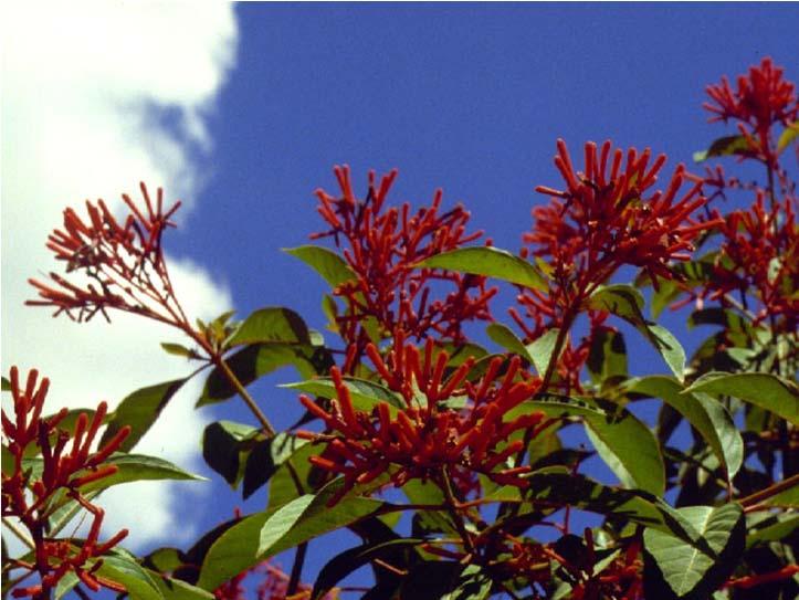 Common Name vs Scientific Name Fire bush Scarlet bush Texas firecracker Corail (or is it Koray?