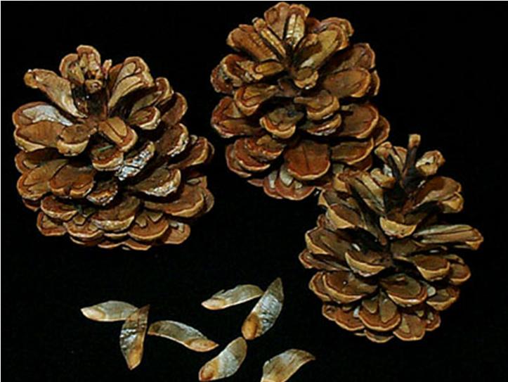 The gymnosperms add the next level of complexity to plant evolution: they reproduce from seeds instead of spores.