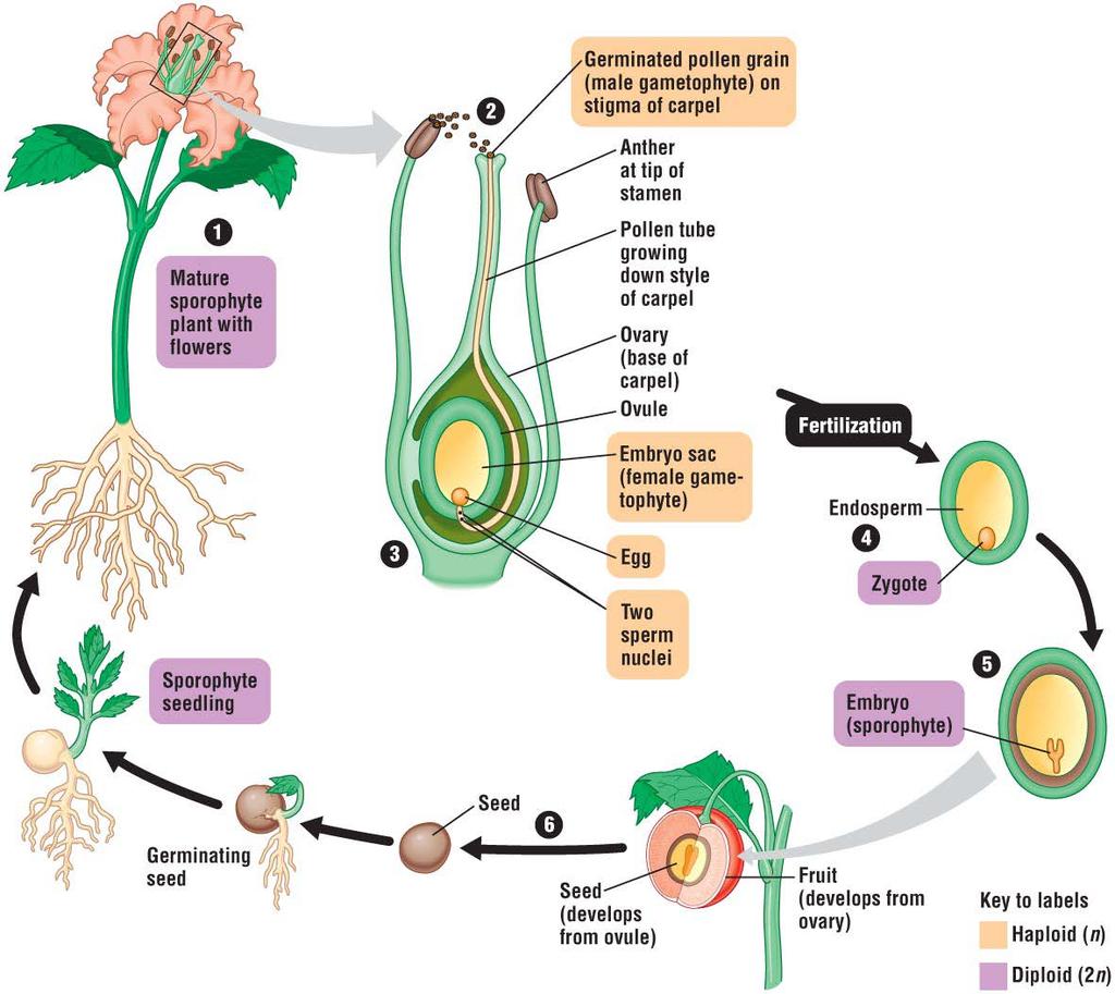 The life cycle of an angiosperm Plant Fertilization Seed