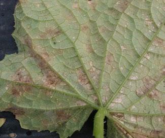 Spores are produced on the undersides of leaves (C); spores are spread to new tissue via