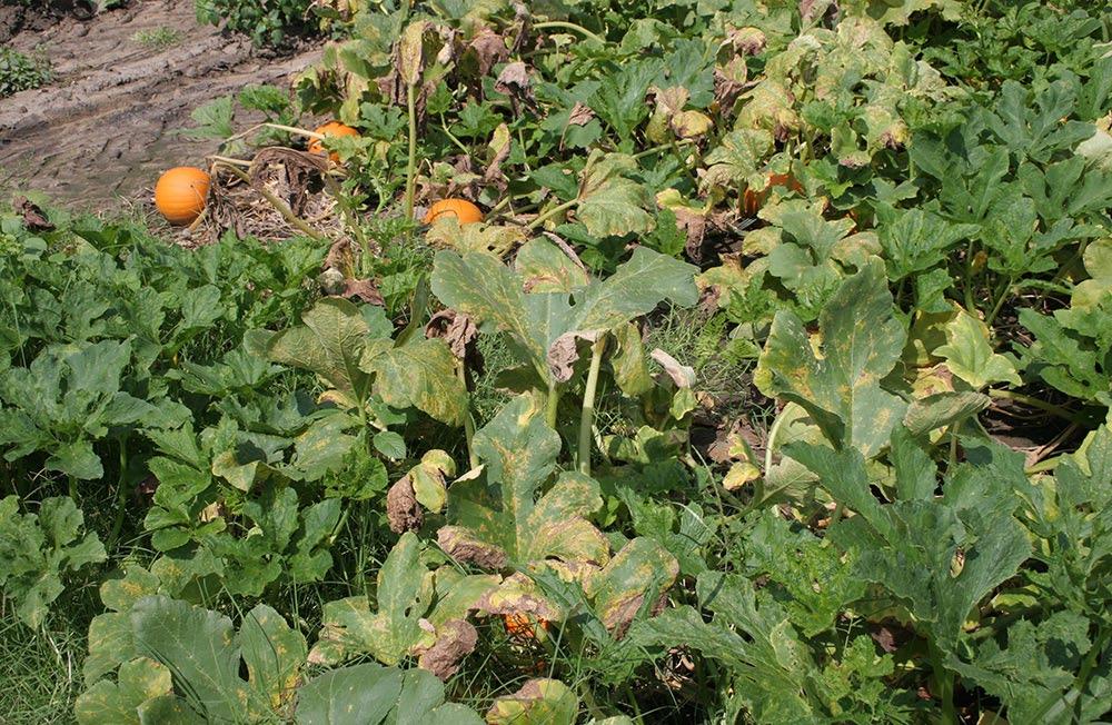 The cucurbit downy mildew pathogen cannot survive winter in Kentucky because it requires living