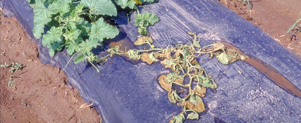 Infected plants wilt (B) when large numbers of bacterial cells block water movement.