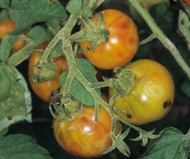 A B C Figure 11: Tomato spotted wilt virus (TSWV) is known to infect