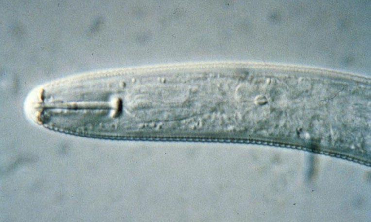 B A C Figure 12: Soybean cyst nematode juvenile nematodes (A) infect plants by