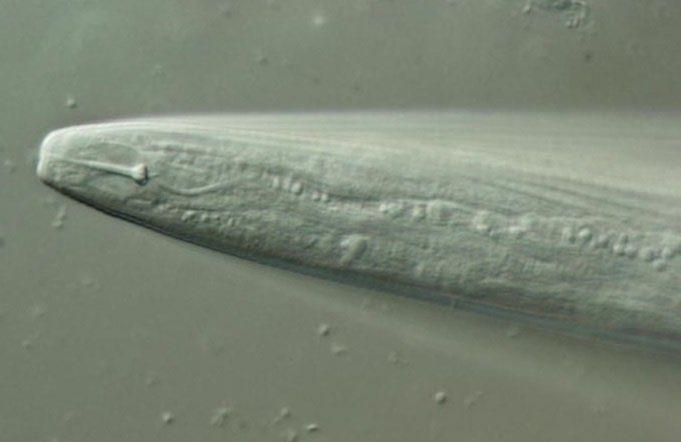 B A Figure 13: Foliar nematodes can infect numerous plant