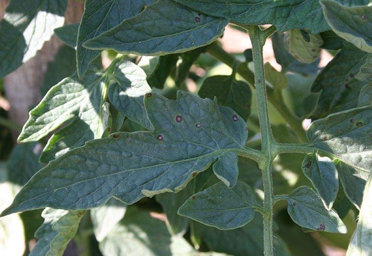 Small circular lesions develop on leaves (C), petioles, and stems.
