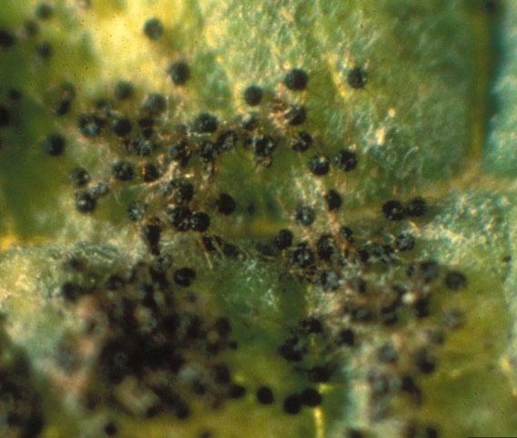 A B C Figure 3: Powdery mildew is a common disease that is