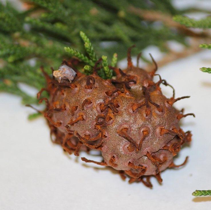 A B C Figure 4: Cedar-apple rust is caused by a unique