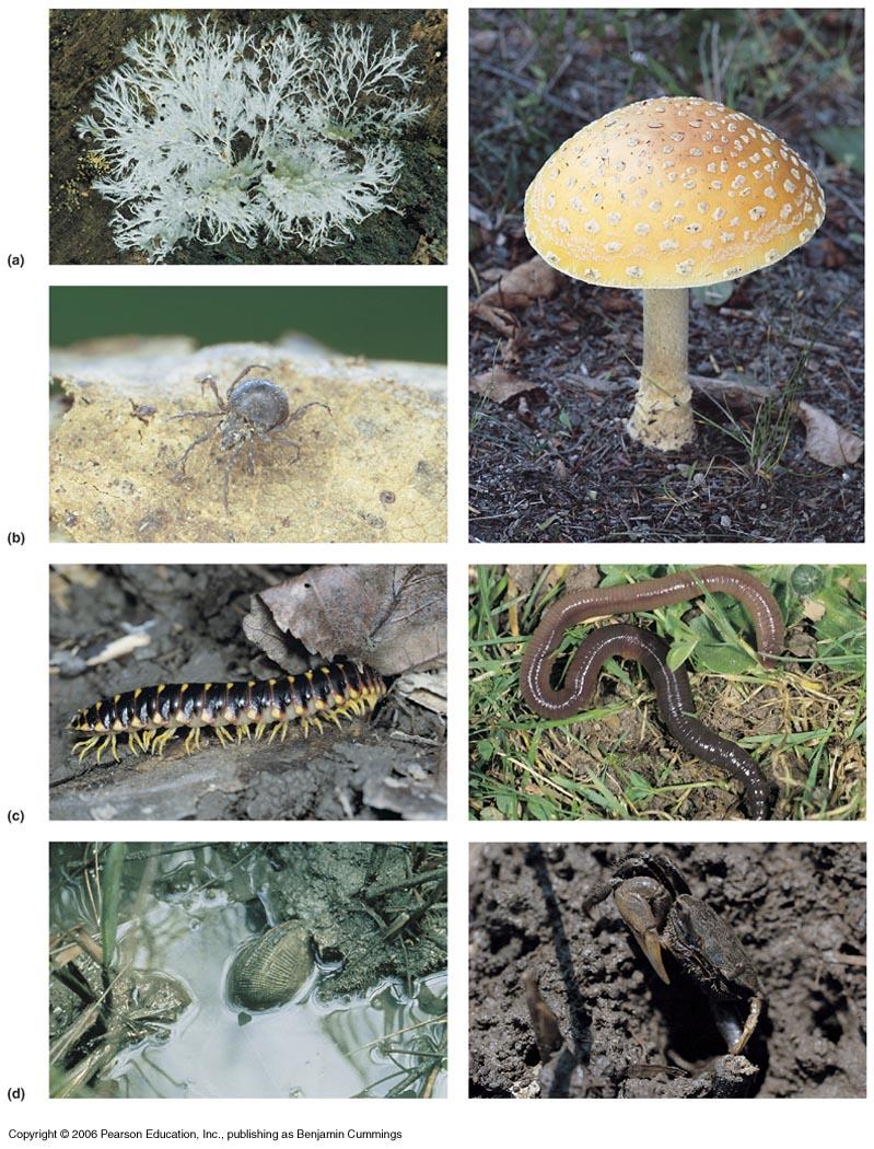 Variety of organisms