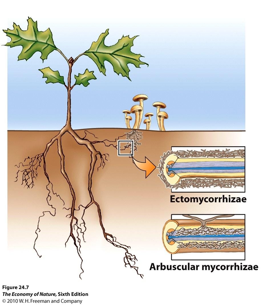 Mycorrhizal associations of fungi and plant roots