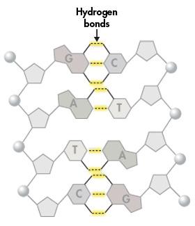 Hydrogen Bonding Watson and Crick discovered that hydrogen bonds could form between certain nitrogenous bases, providing just enough force to hold the two DNA strands together.