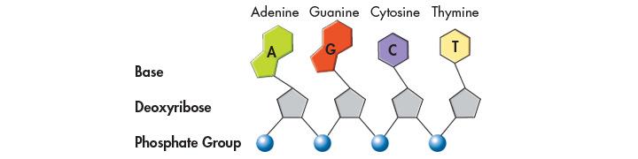 Nitrogenous Bases and Covalent Bonds The nucleotides can be joined