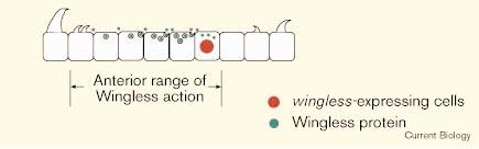 If these cells carry Wingless protein in secretory vesicles, this could transport Wingless to more anterior cells in the segment.