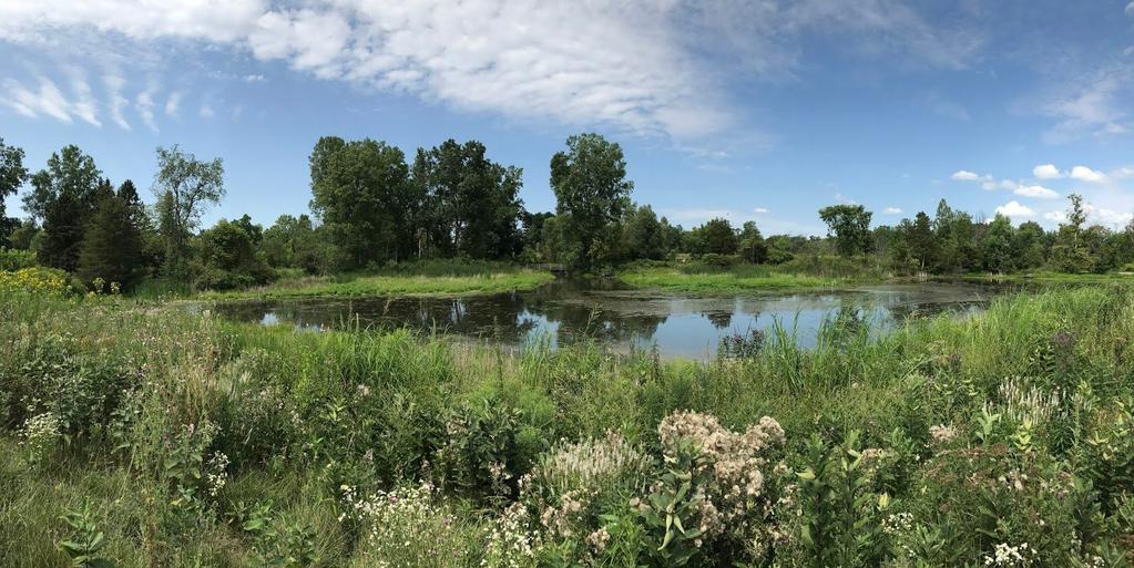 Name: Willow Pond Introduction Pond Ecosystems An ecosystem is made up of both biotic (living) and abiotic (non-living) components. Biotic elements include plants, animals, fungi, and microorganisms.