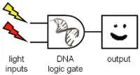 Boolean functions DNA-Based computation does not occur