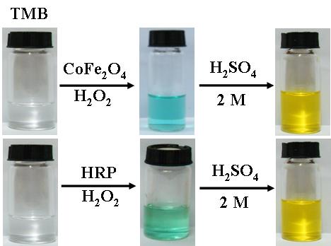 1 M Na 2 CO 3 -NaHCO 3 buffer solution (ph 10.15), 8 mg/l CoFe 2 O 4 (ph 6.0); (B) 1 M luminol in 0.1 M Na 2 CO 3 -NaHCO 3 buffer solution (ph 10.15), 0.1 M HRP (ph=8.6) at 25 C.