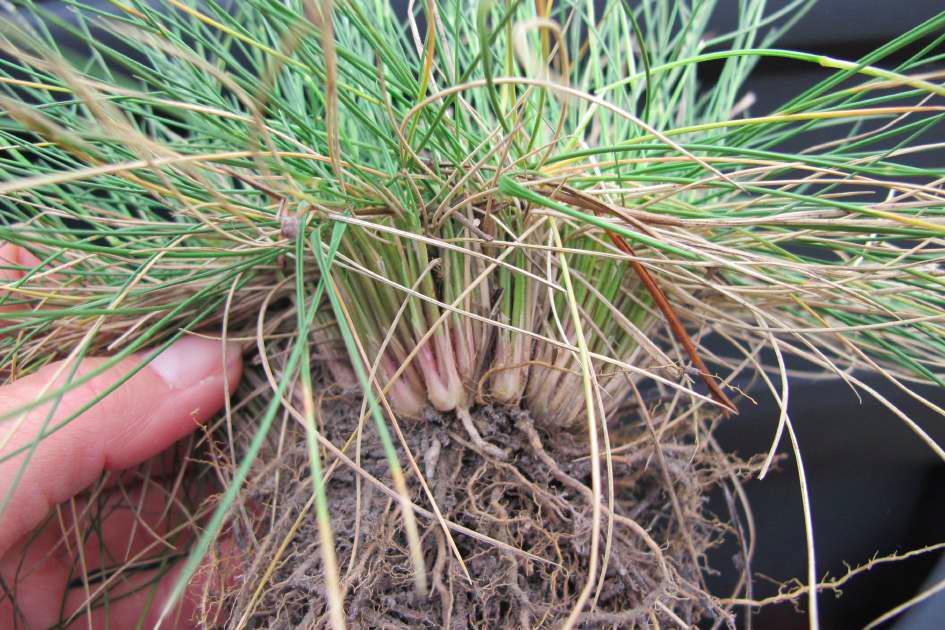 Matgrass Nardus stricta Occurs in areas where water
