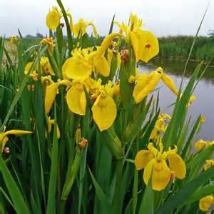 Yellow Flag Iris Iris pseudacorus Grows on streambanks, lakeshores and in