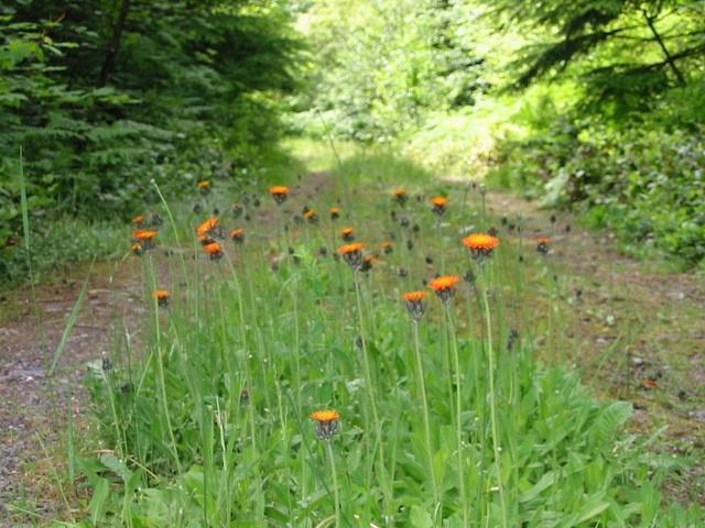 Orange Hawkweed Hieracium aurantiacum Discovered in Astoria and on Nicolai Mountain in 2017 Seeds are spread by wind, boots, vehicles, animals Also spreads by runners,