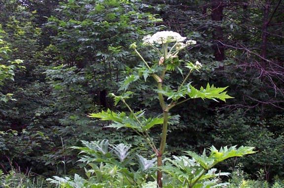 Giant hogweed Heracleum mantegazzianum Looks similar to cow parsnip, only much larger (over 8 feet tall)